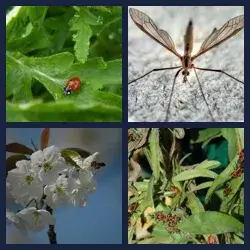 4 immagini 1 parola livello 262