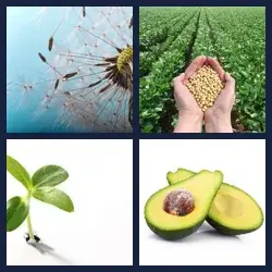 4 immagini 1 parola livello 303