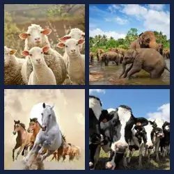 4 immagini 1 parola livello 473