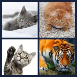 4 immagini 1 parola livello 503