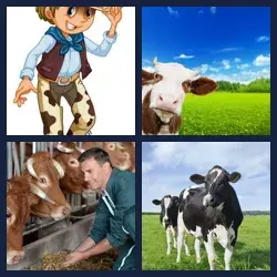 4 immagini 1 parola livello 505