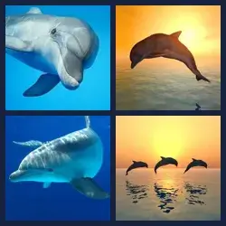 4 immagini 1 parola livello 509