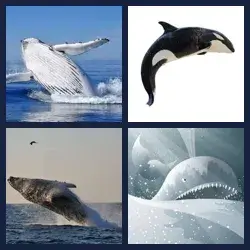 4 immagini 1 parola livello 515